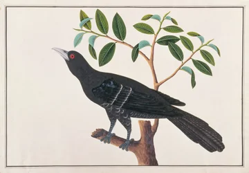 Koel, de Dibujos de Aves de Malaca, c.1805-18
